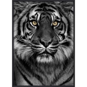 Poster Tiger