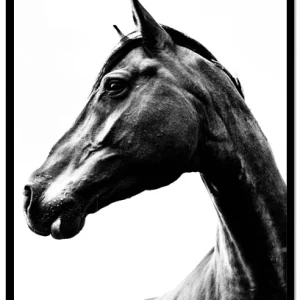 Poster Horse