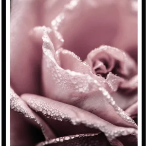 Poster Pink rose