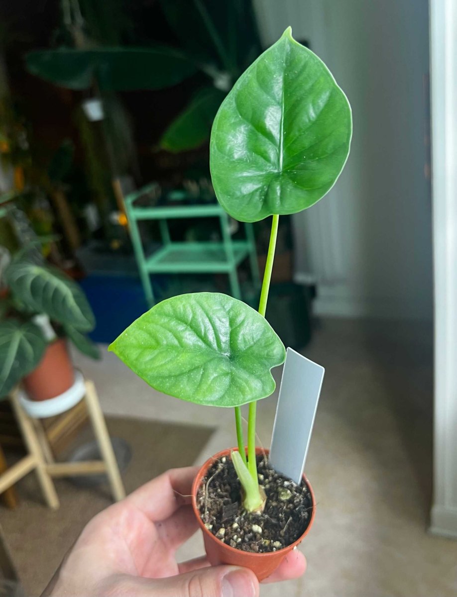 Alocasia Lukiwan - Bild 9