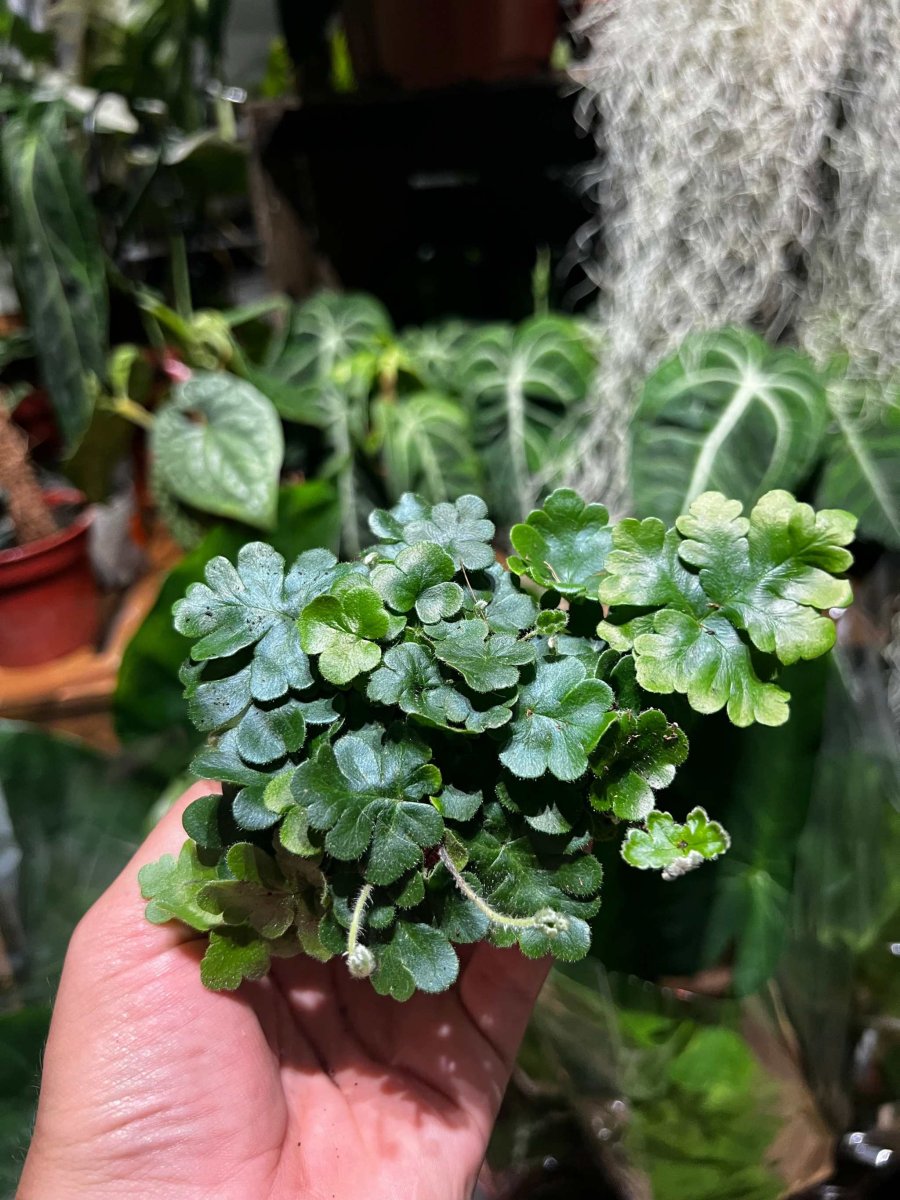 Doryopteris cordifolia 'antenna fern' - Bild 5