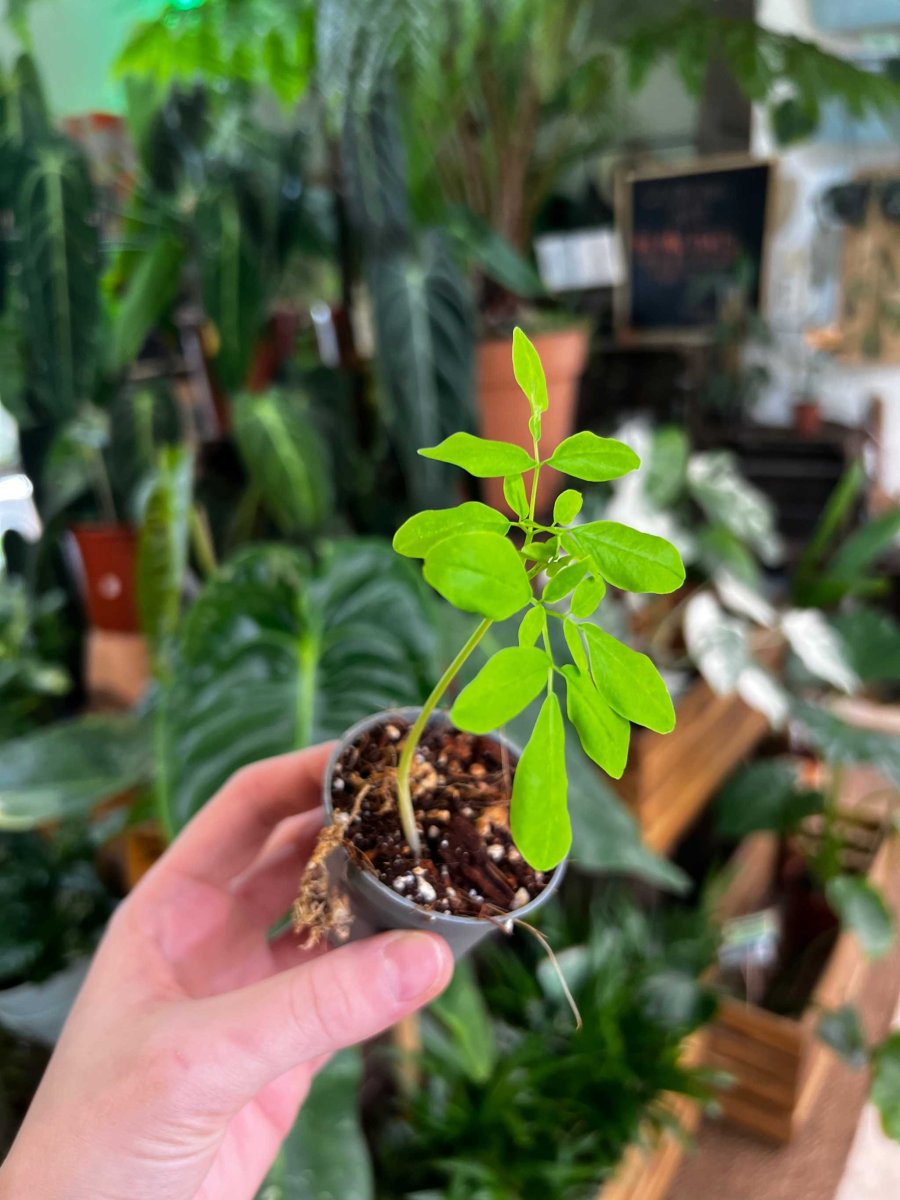 Moringa oleifera | Pepparrotsträd - Bild 6