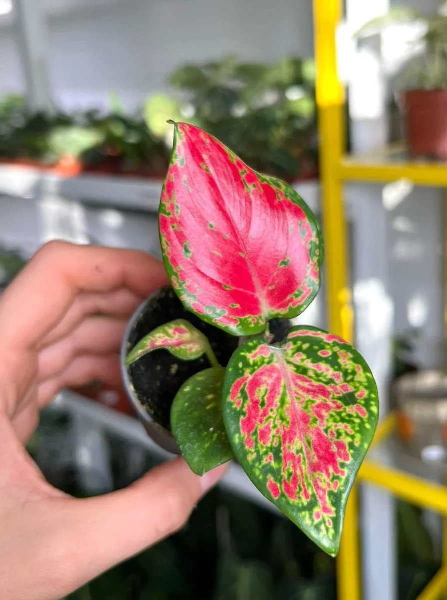 Aglaonema 'Pink Valentine' - Bild 8