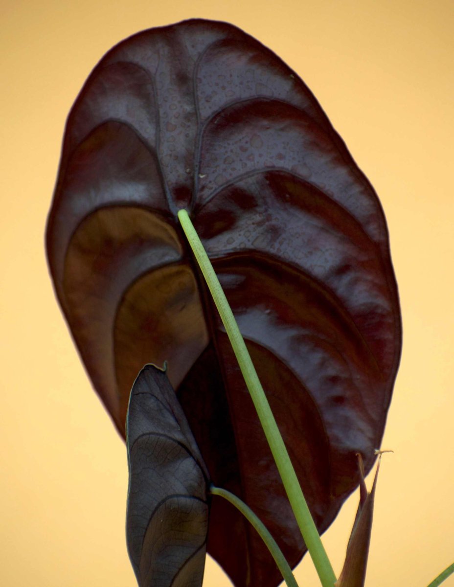 Alocasia cuprea 'kopparsköld' - Bild 3