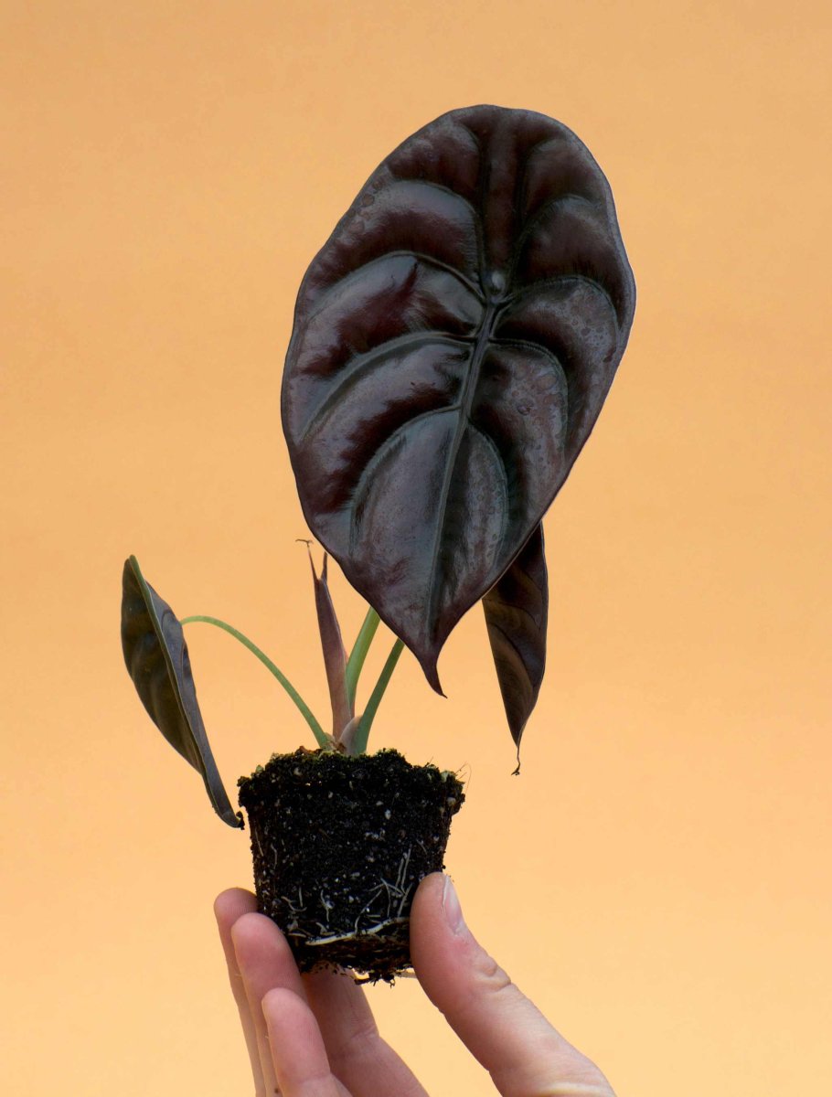 Alocasia cuprea 'kopparsköld' - Bild 2