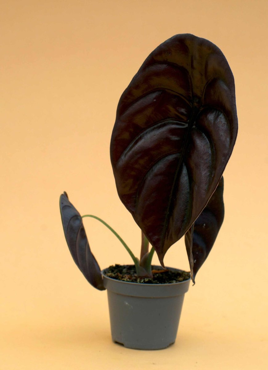 Alocasia cuprea 'kopparsköld' - Bild 5