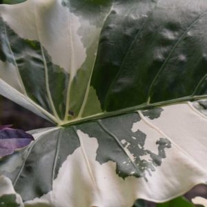 Alocasia macrorrhizos albo variegata