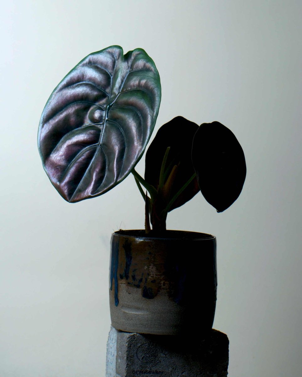 Alocasia cuprea 'kopparsköld' - Bild 6