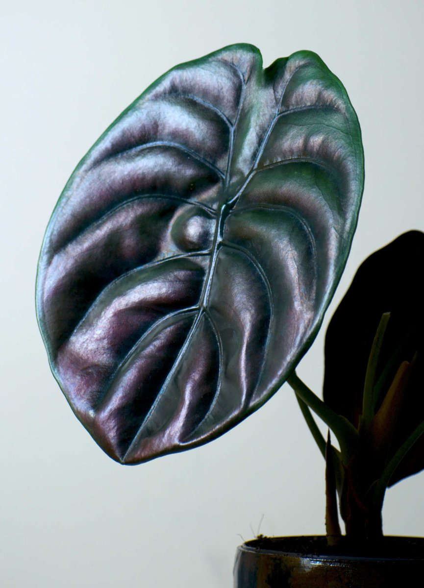 Alocasia cuprea 'kopparsköld' - Bild 7