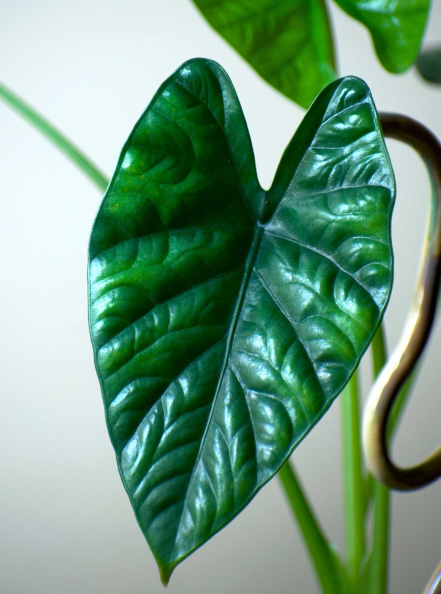 Alocasia Lukiwan - Bild 5