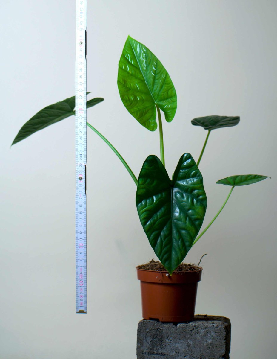 Alocasia Lukiwan - Bild 8