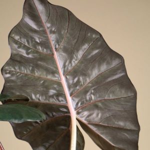 Alocasia sarawakensis 'Yucatan princess'