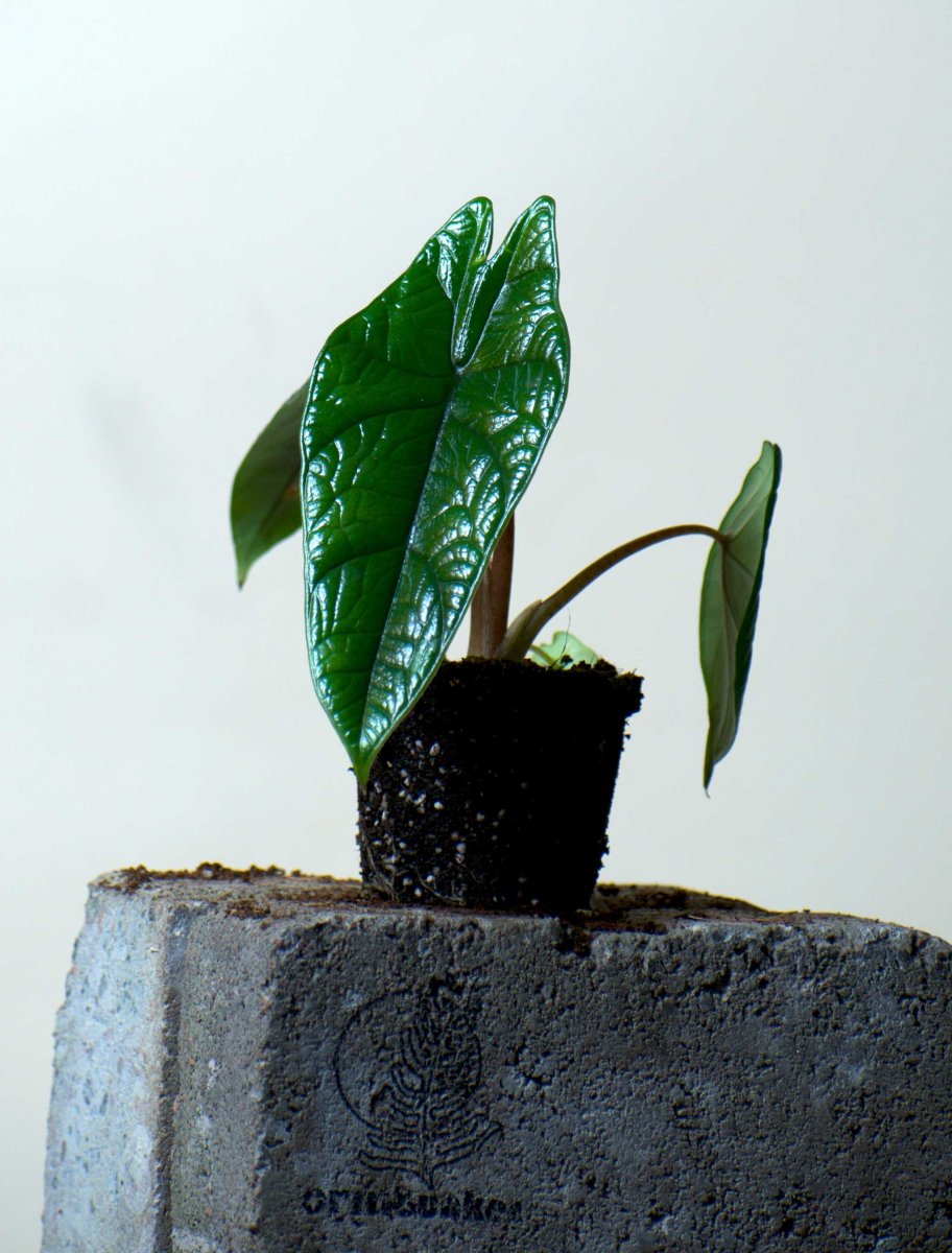 Alocasia scalprum - Bild 5