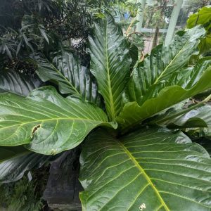 Anthurium jenmanii