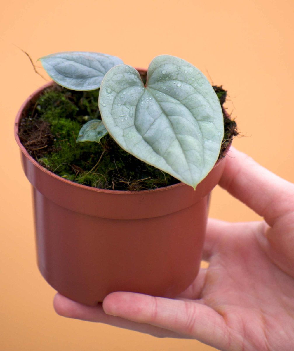 Anthurium luxurians - Bild 6