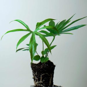 Anthurium pedatoradiatum