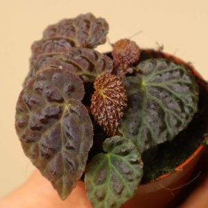 Begonia 'Black Mountain' (B. dracopelta x B. baik)