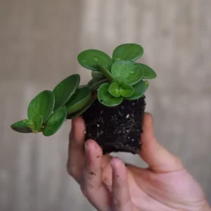 Peperomia hope