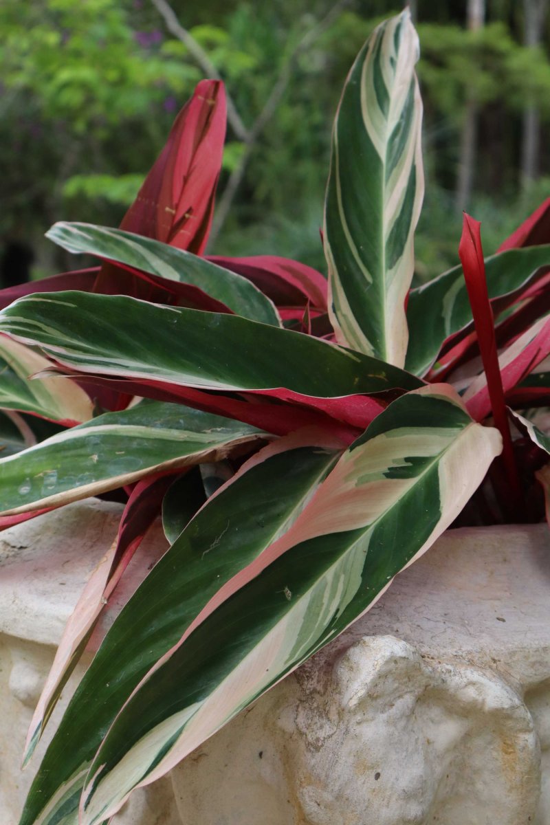 Stromanthe sanguinea 'Triostar' (Broktoppar) - Bild 3