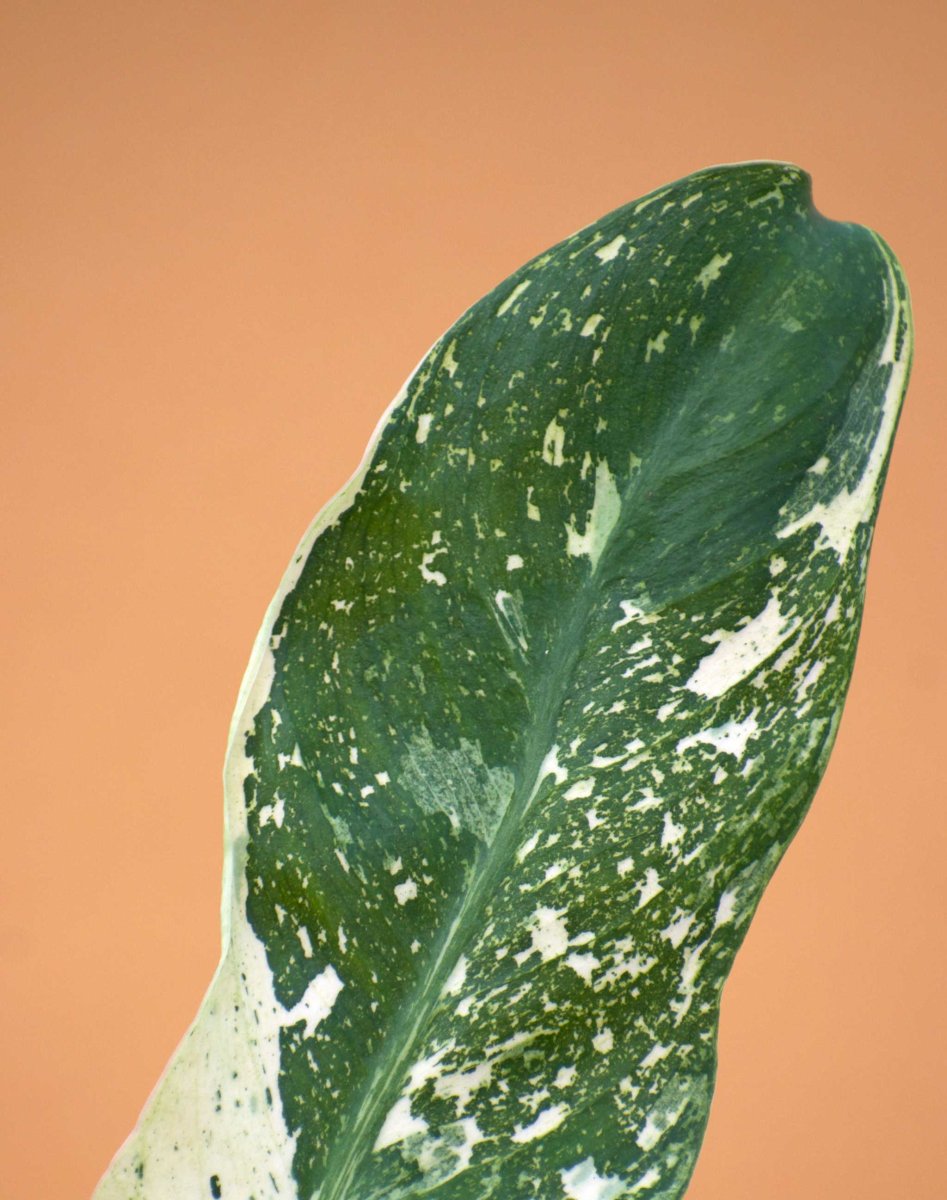 Philodendron 'Jose Buono' - Bild 5