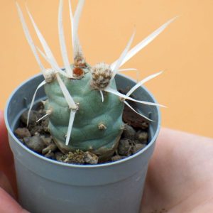 Tephrocactus articulatus