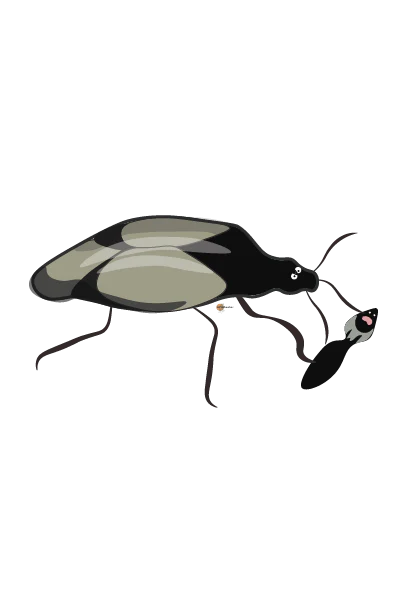 Orius Majusculus | Mot Trips