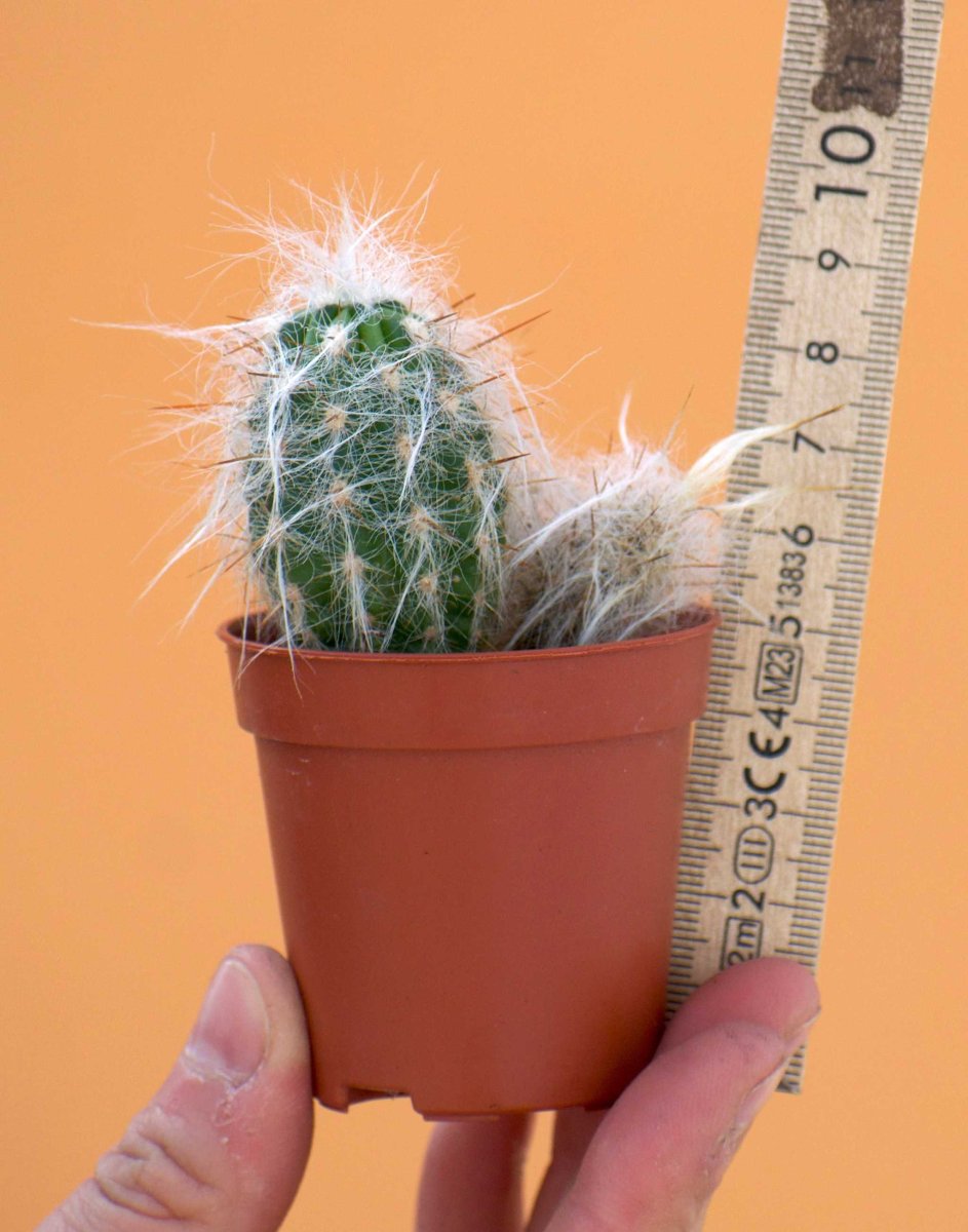Oreocereus trollii - Bild 5