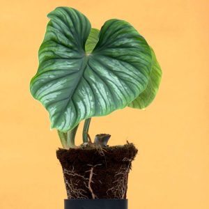 Philodendron plowmanii