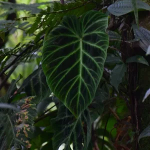 Philodendron verrucosum