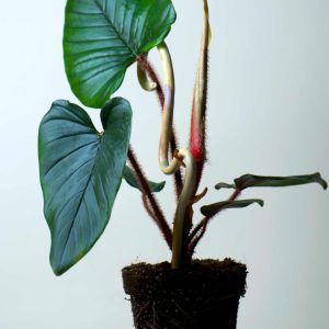 Philodendron squamiferum x serpens