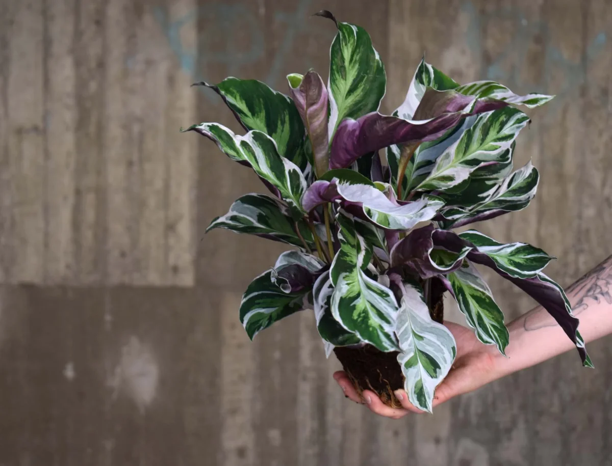 Calathea 'White Fusion' - Bild 5