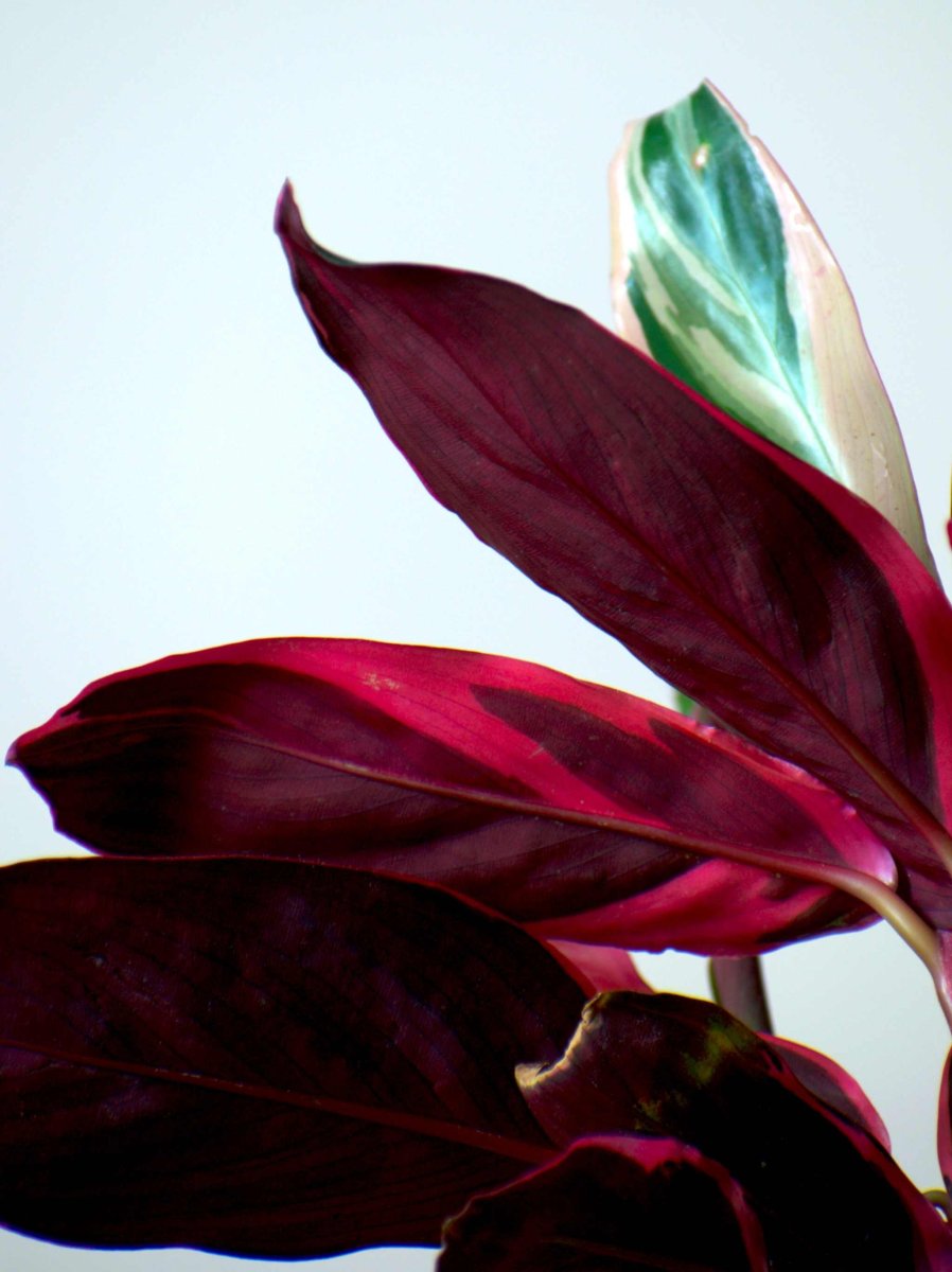Stromanthe sanguinea 'Triostar' (Broktoppar) - Bild 7