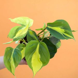 Philodendron hederaceum 'Brasil' (Klätterkalla)