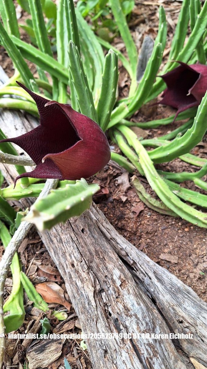 Stapelia leendertziae 'Asblomma' - Bild 2