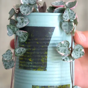 Upcycle krukor vår 2024
