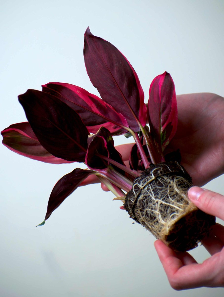 Stromanthe sanguinea 'Triostar' (Broktoppar) - Bild 8