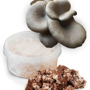 Chokladbrun ostronskivling (Pleurotus pulmonarius) - Snabbväxande mycel