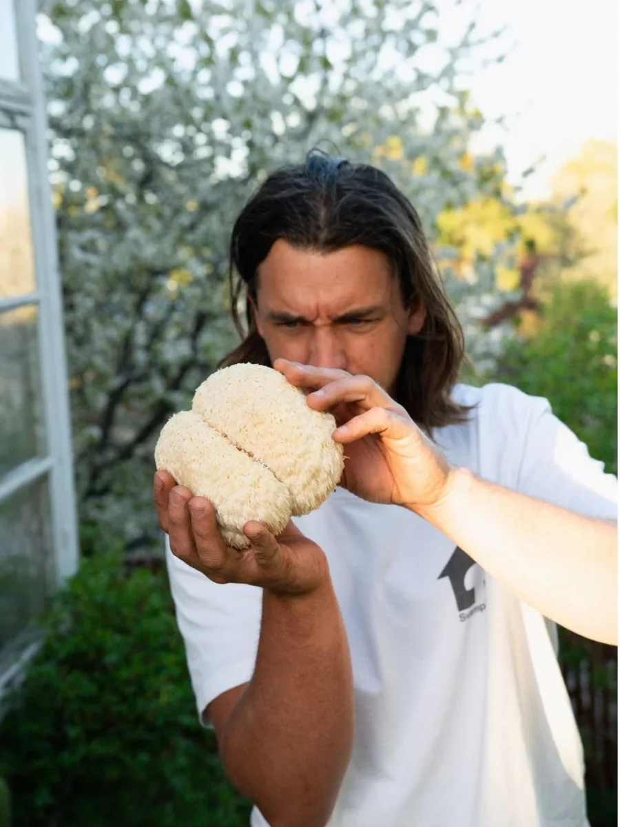 Igelkottstaggsvamp (Lions mane) - Mycelplugg (Hericium erinaceus) - Bild 3