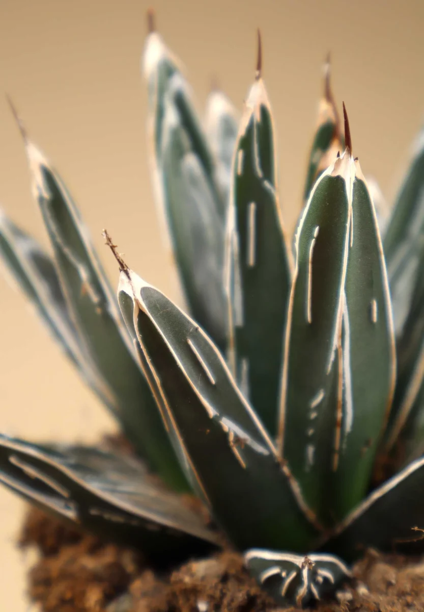 Agave victoriae-reginae - Bild 8