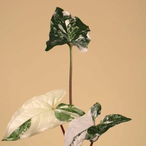 Syngonium albo variegata