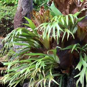 Platycerium bifurcatum | Älghornsbräken