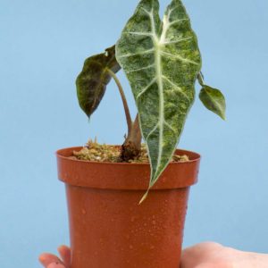 Alocasia Polly Aurea Variegata