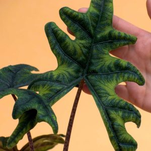 Alocasia tandurusa 'jacklyn'