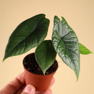 Alocasia scalprum