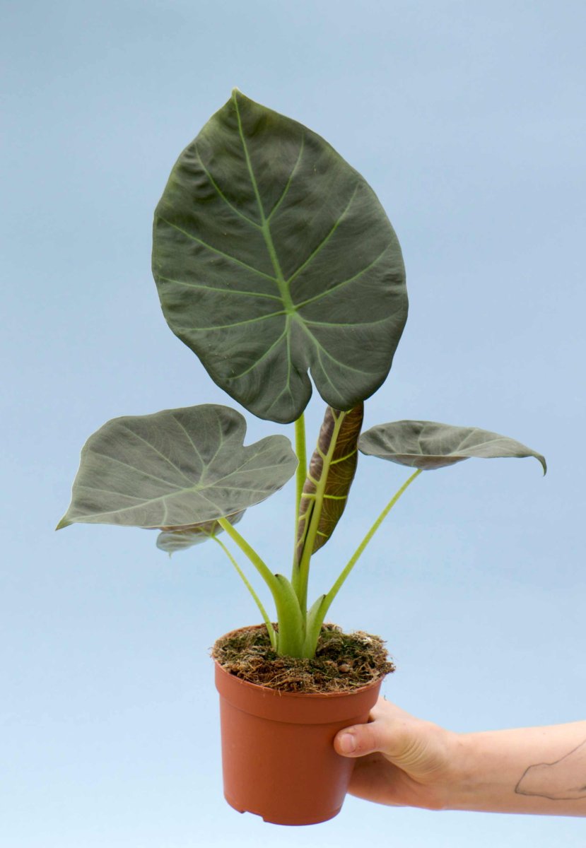 Alocasia 'Regal Shields' - Bild 8