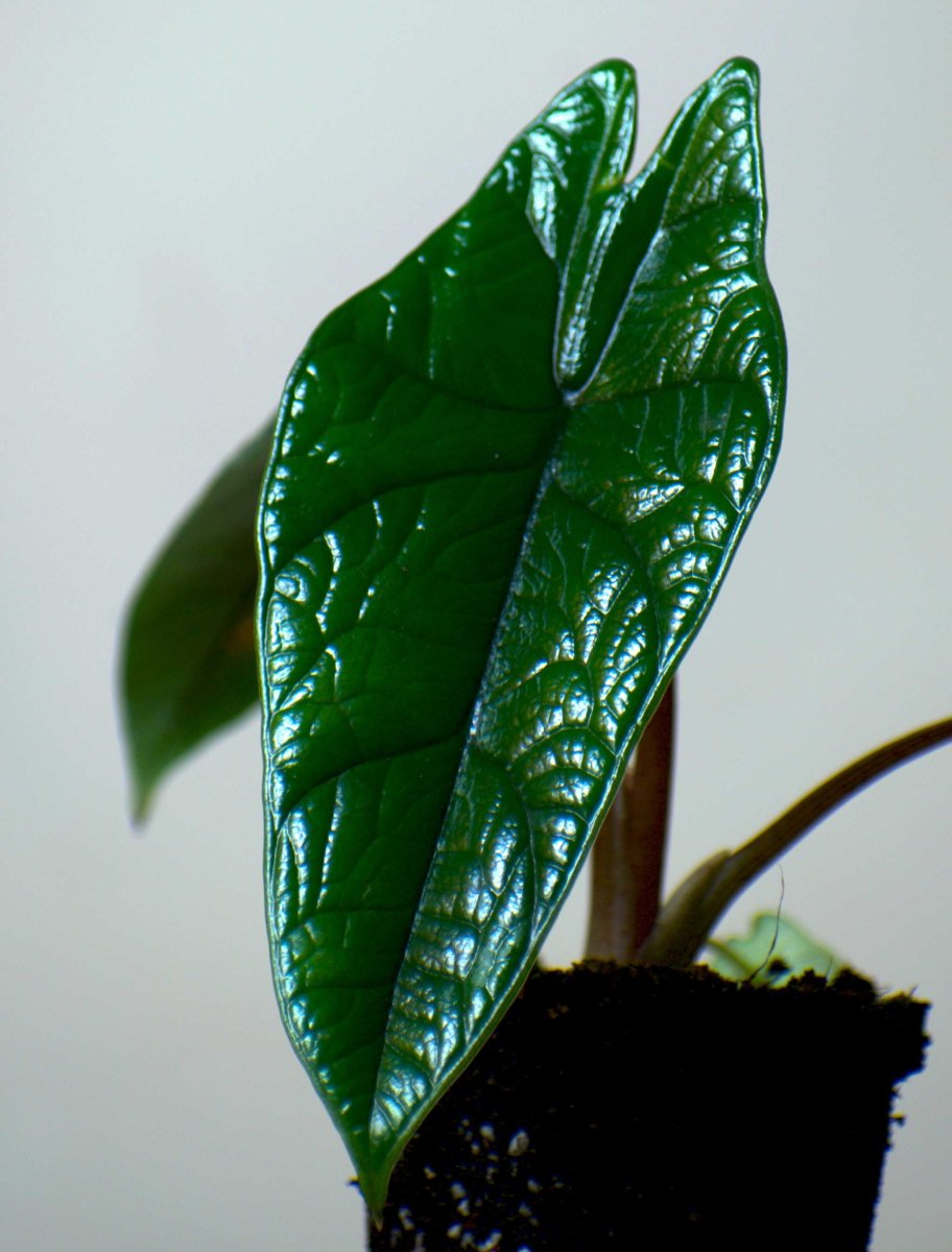 Alocasia scalprum - Bild 6