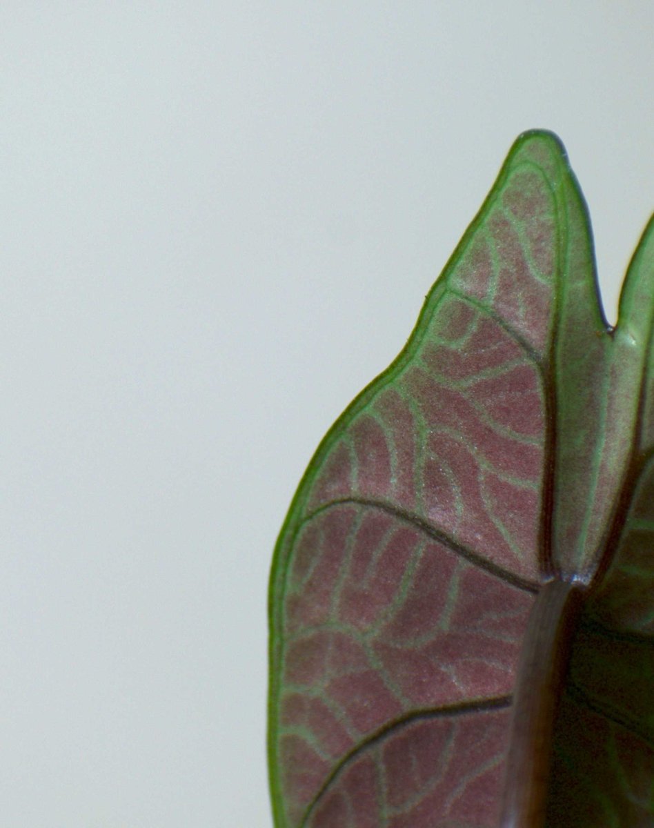 Alocasia scalprum - Bild 7