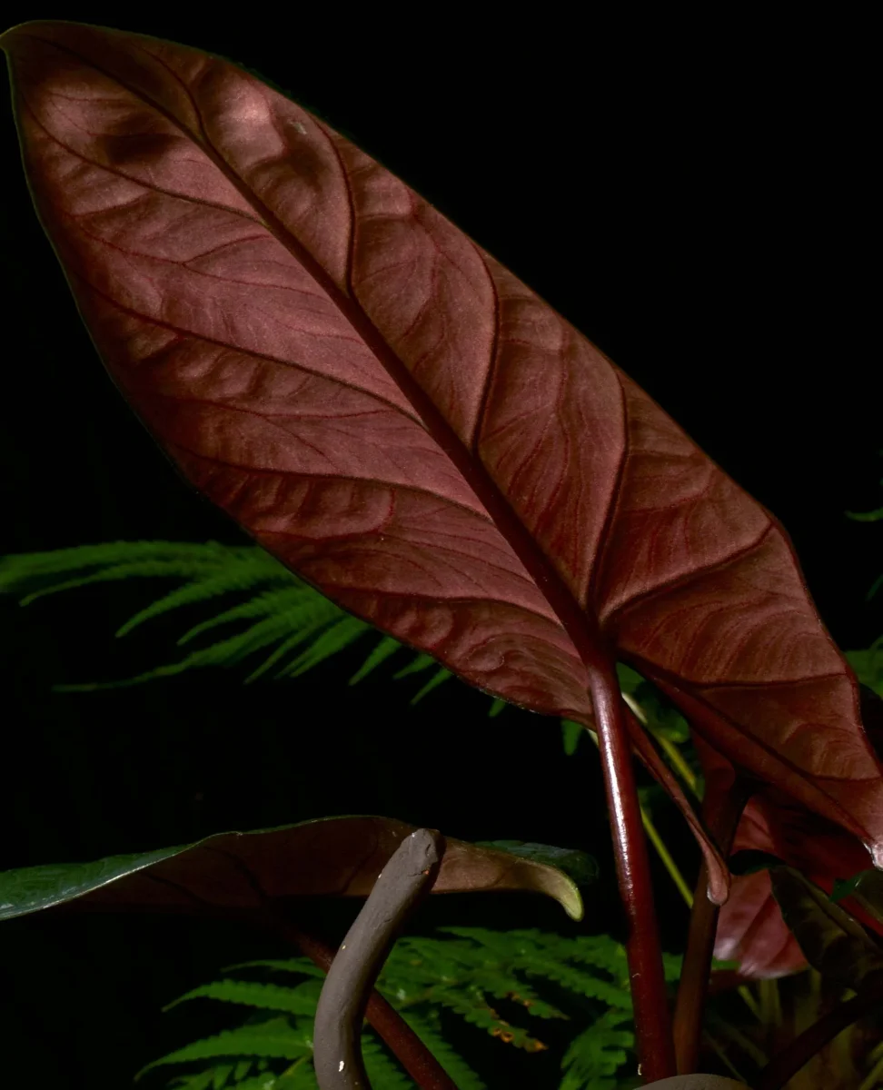 Alocasia scalprum - Bild 8