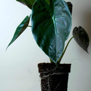 Alocasia wentii ' Bred papuasköld'