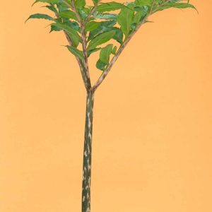 Amorphophallus konjac 'Konjakknölkalla'